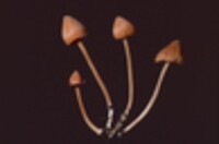 Entoloma salmoneum image