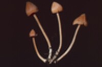 Entoloma salmoneum image