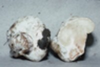 Entoloma abortivum image