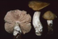 Entoloma bicolor image