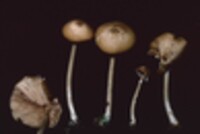 Entoloma subumbilicatum image