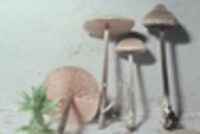 Entoloma conicum image