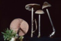 Entoloma conicum image