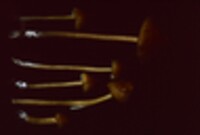 Entoloma luteum image