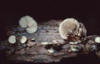 Hohenbuehelia atrocaerulea image