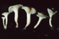 Hygrophorus borealis image