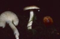 Hygrophorus bakerensis image