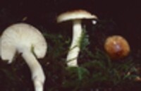 Hygrophorus bakerensis image