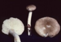 Hygrophorus agathosmus image