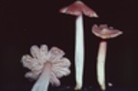 Hygrocybe calyptriformis var. calyptriformis image