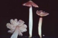 Hygrocybe calyptriformis var. calyptriformis image