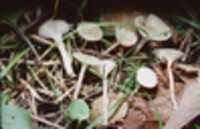 Hygrophorus borealis image