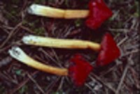 Hygrophorus cuspidatus image