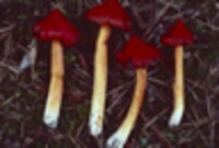 Hygrophorus cuspidatus image