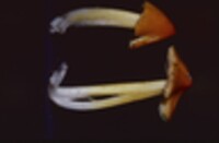 Hygrophorus cuspidatus image