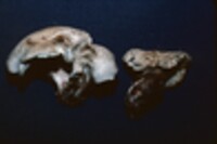 Hygrophorus caeruleus image