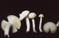 Hygrophorus borealis image