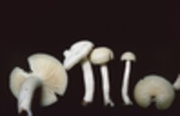 Hygrophorus borealis image