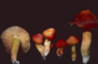 Hygrocybe miniata image