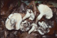 Hygrophorus sordidus image