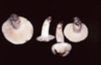 Hygrophorus subsordidus image