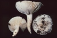 Hygrophorus sordidus image