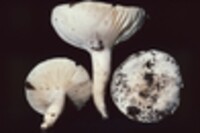 Hygrophorus sordidus image