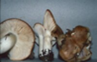 Hygrophorus tennesseensis image