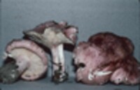 Hygrophorus russula image