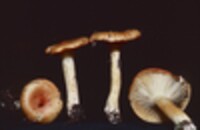 Hygrophorus speciosus image