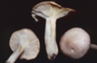 Hygrophorus pudorinus image