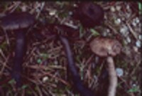 Hygrocybe ovina image