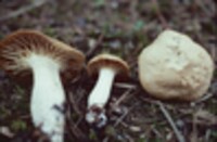 Hygrocybe pratensis var. pratensis image