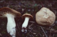 Hygrocybe pratensis image