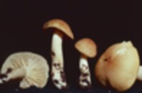 Hygrocybe pratensis image