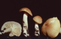 Hygrocybe pratensis image