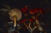 Hygrophorus miniatus var. miniatus image