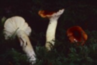 Hygrophorus hypothejus image