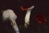 Hygrophorus hypothejus image