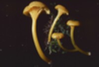 Hygrocybe nitida image