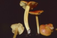 Hygrophorus marchii image