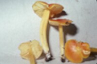 Hygrophorus marchii image