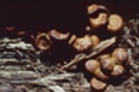 Kuehneromyces vernalis image