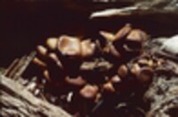 Kuehneromyces vernalis image