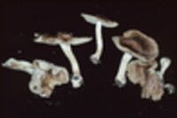 Inocybe rimosa image