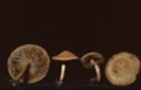 Inocybe lorillardiana image