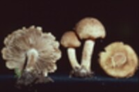 Inocybe atripes image