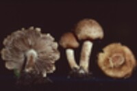 Inocybe atripes image