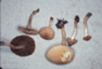 Inocybe caesariata image