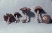 Inocybe hystrix image